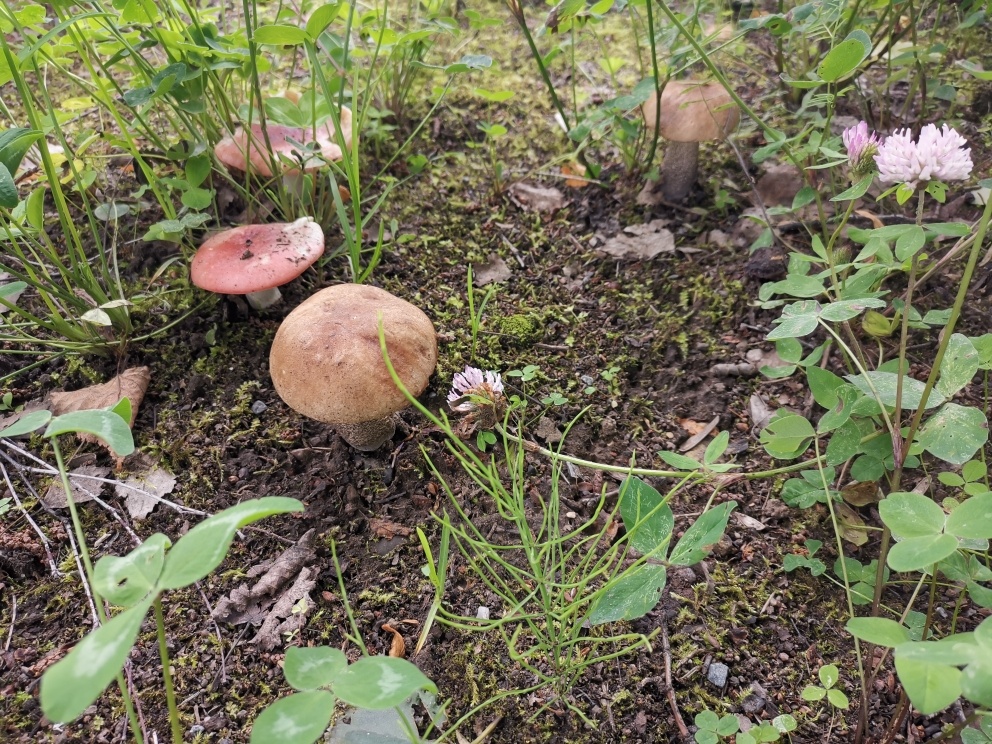 Александр Пэ