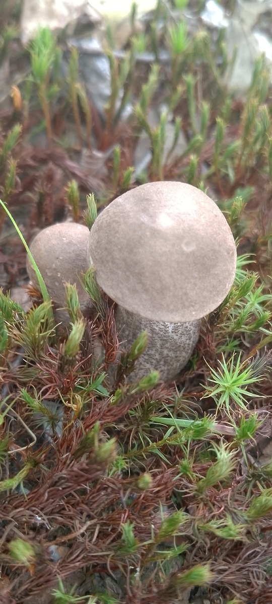 Рита Рио. Братья подберезовики №1