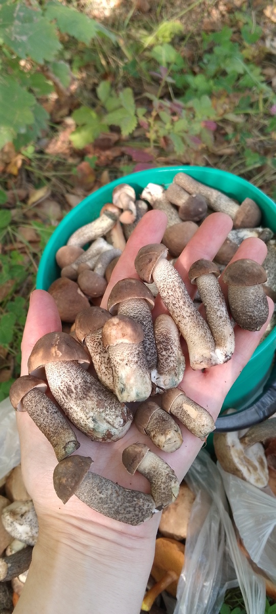 Рита Рио. Горсть грибов))