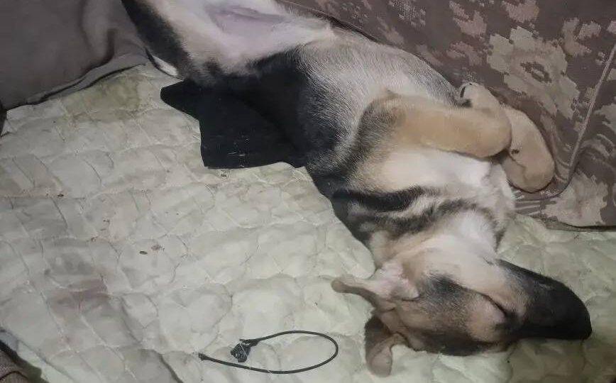 Немного о тех, кто в доме.