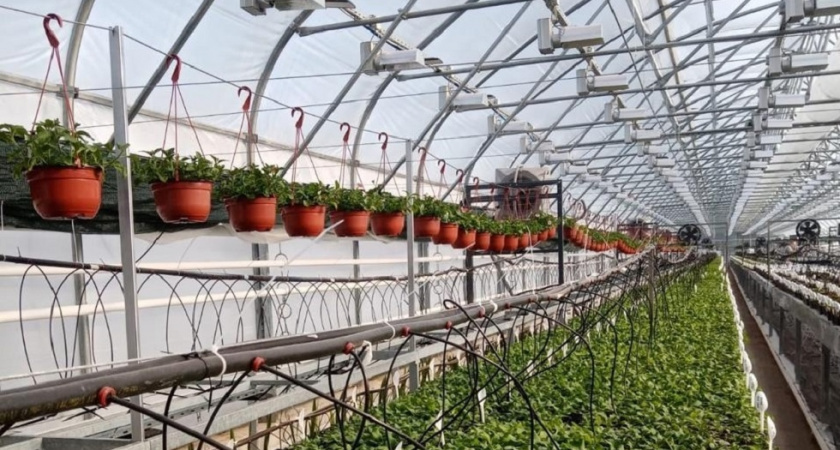    Фото: официальное сообщество "Цветы Доброграда"