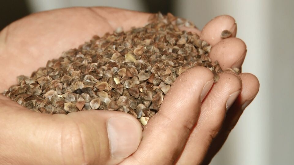    Гречка. Источник: телеканал "Толк"