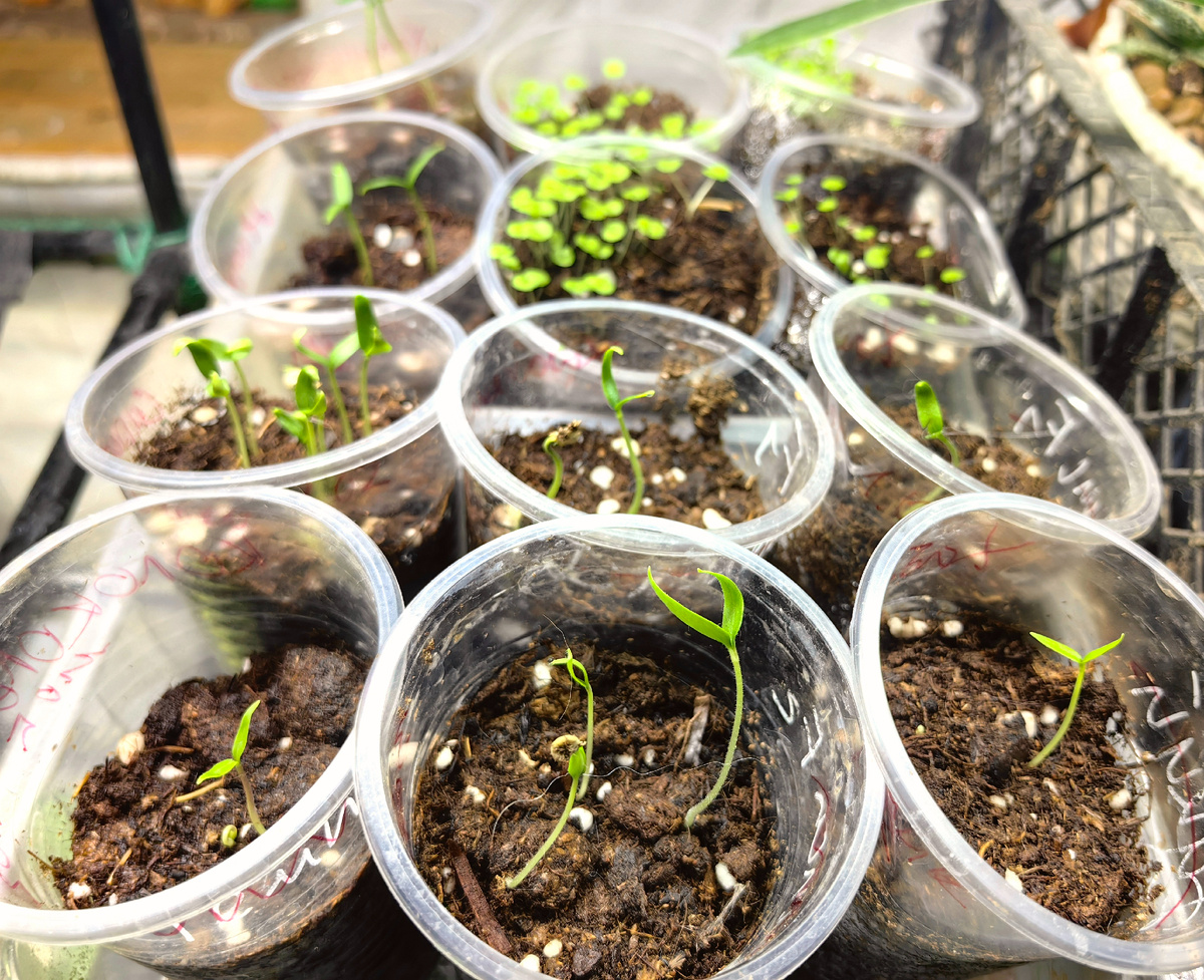 сею в стаканы 0,2. В основном эти сорта мне нужны по 1-2 куста, так что сеяла какие-то по 2-3 семечка. А своими семенами погуще на всякий случай.