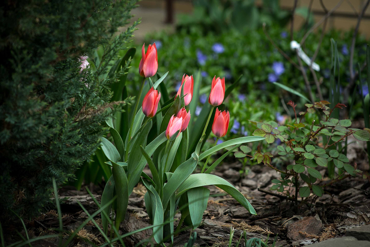 Автор фото Елена Якимова / Greenfingers