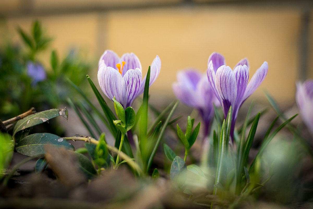 Автор фото Елена Якимова / Greenfingers