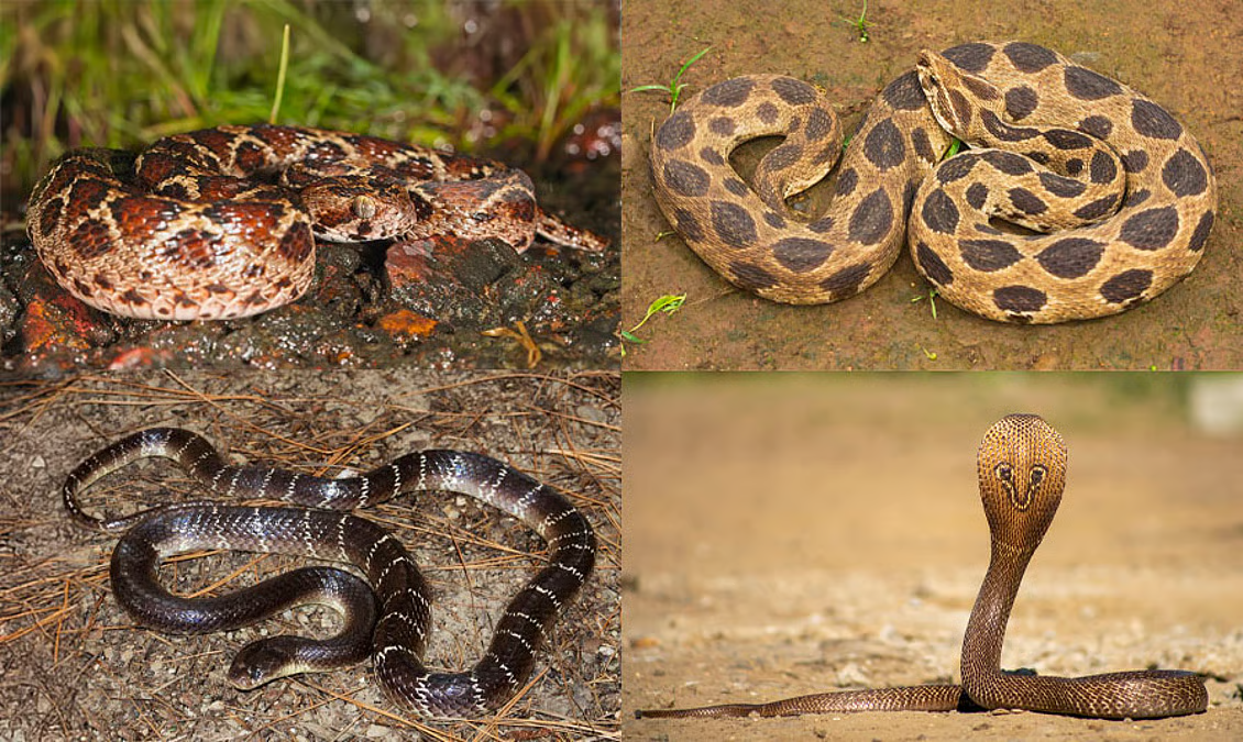 Вот они, слева направо: песчаная эфа, гадюка Рассела, обыкновенный крайт и королевская кобра. 