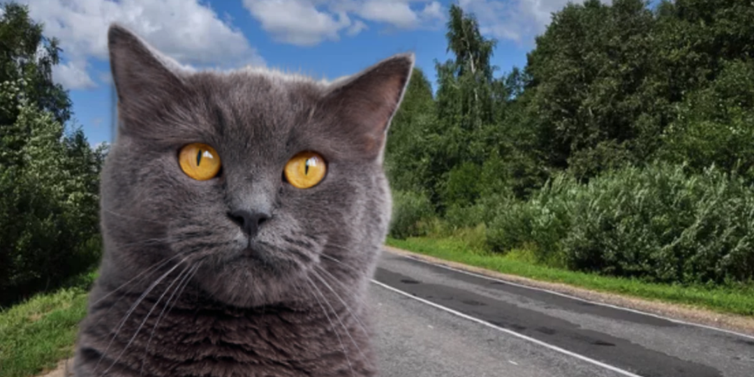 – Берегись, на трассе кот бросается под колёса, – предупредил Олега знакомый водитель