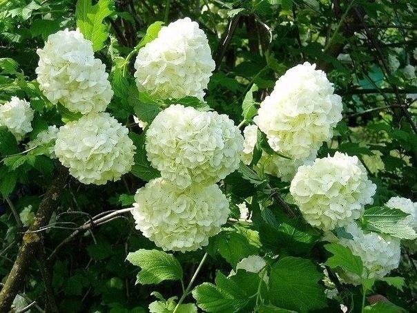 Шикарный и красивый бульденеж: калина в вашем саду