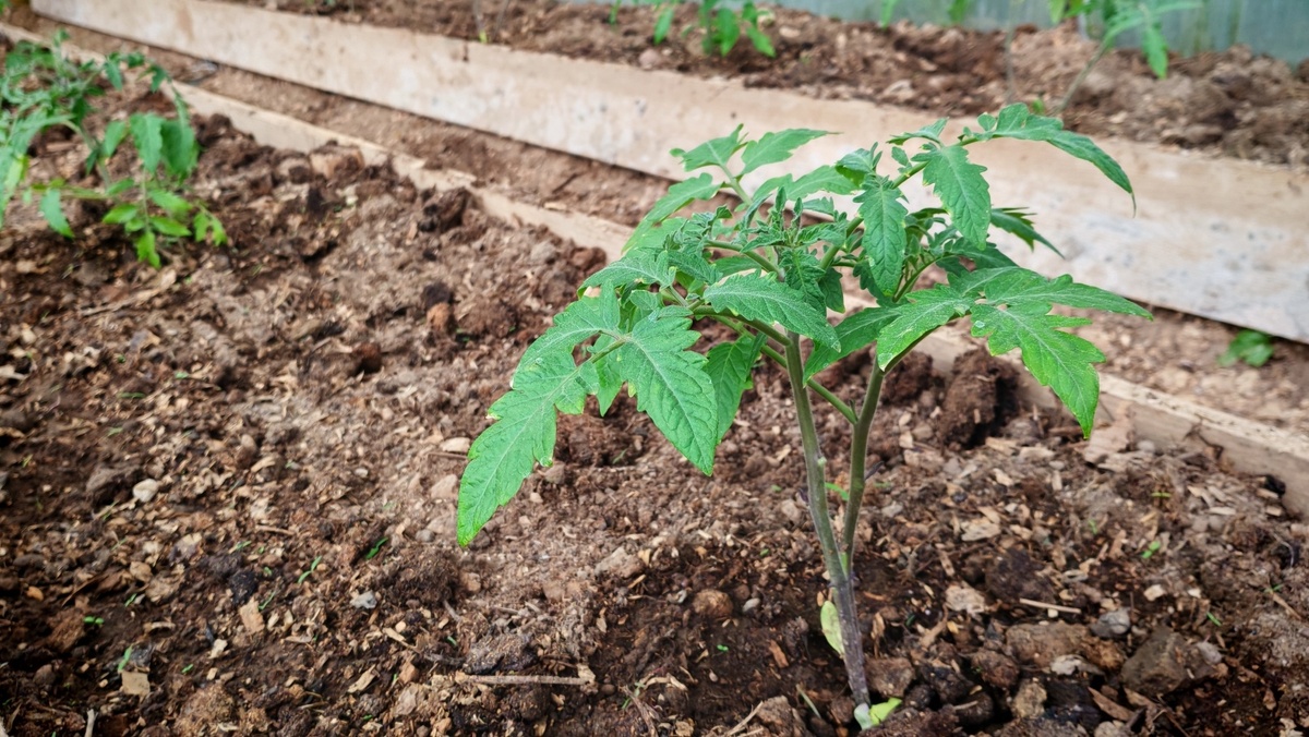 Так выглядит рассада под ящиками после ночи с температурой -2°C