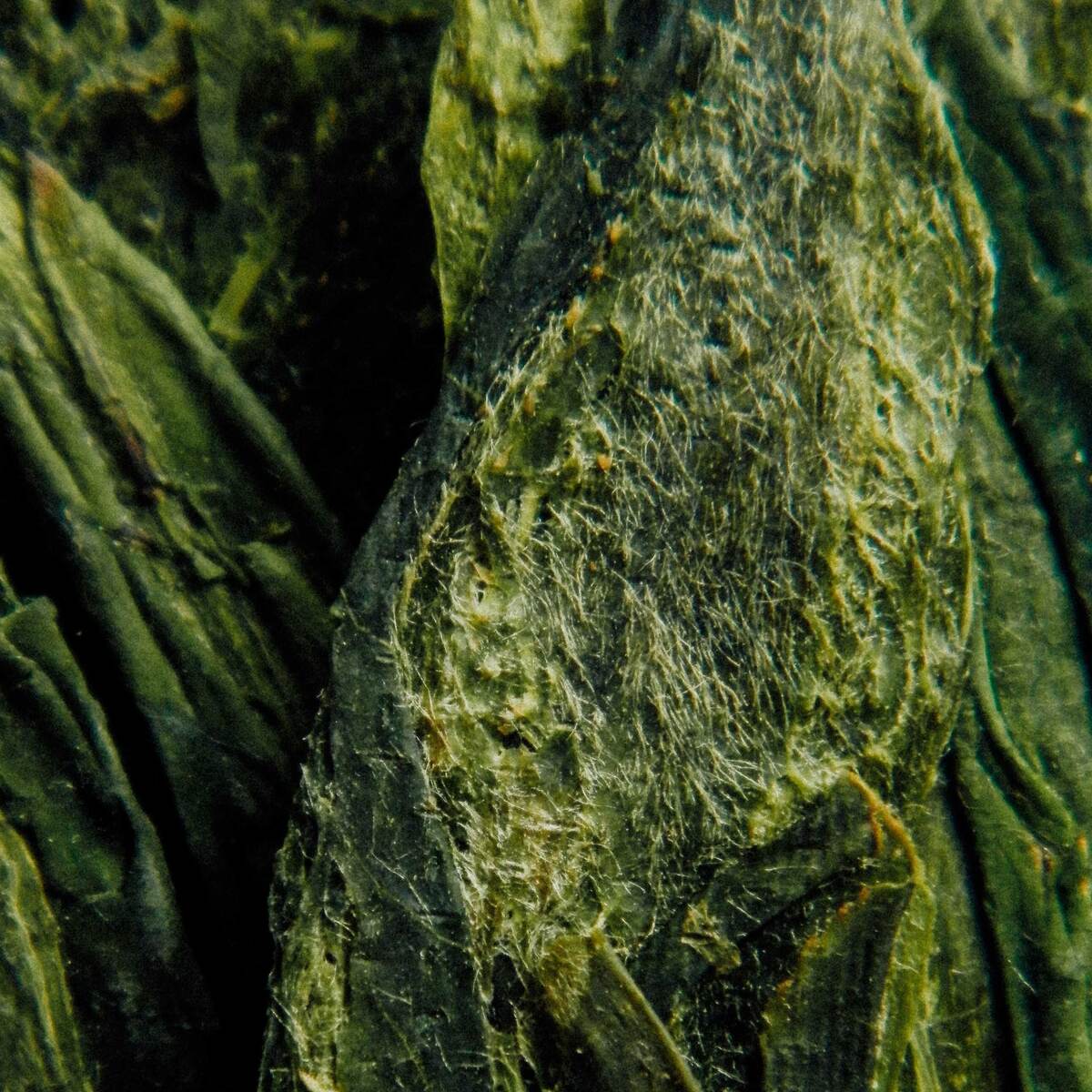 зелёный чай