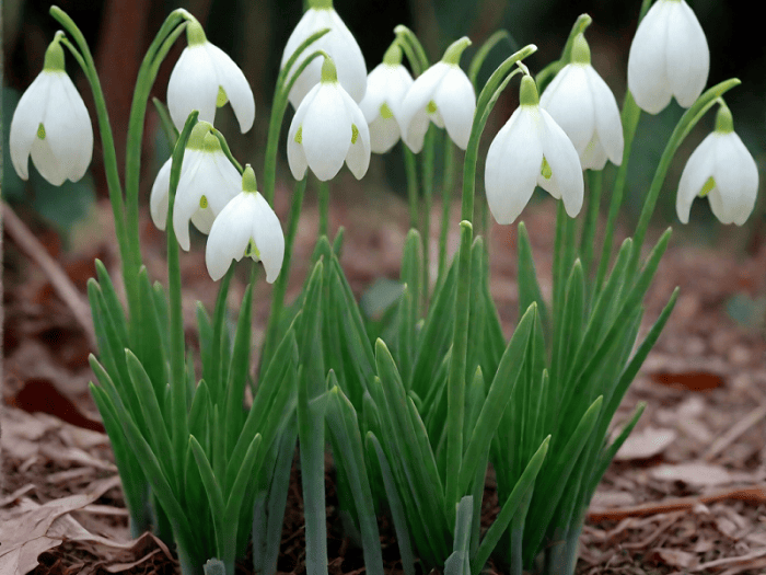 Подснежник белоснежный
