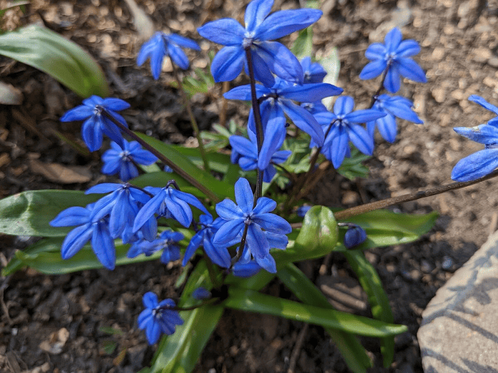 Пролеска сибирская