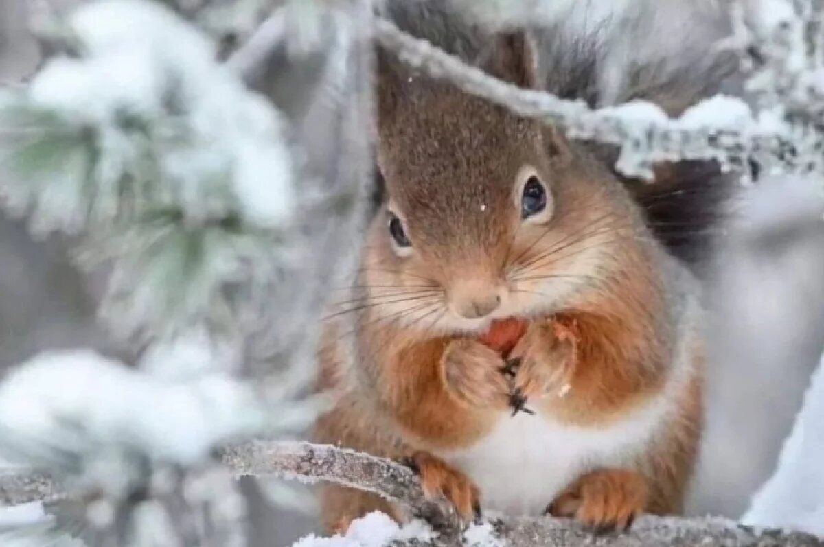    Народные традиции и приметы Лаврентьева дня 11 февраля