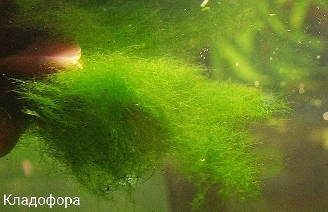 Имеет запах тины