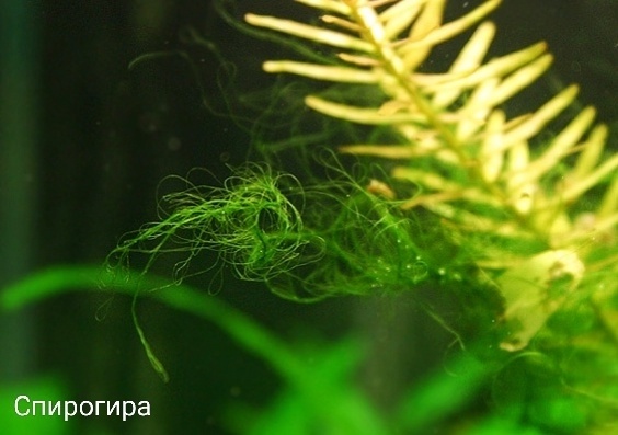 Имеет запах гниения