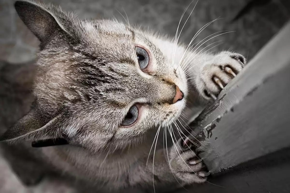 Фото с сайта: https://mavink.com/post/2B2F826D71BAEE86DE82F3E5367DF04A7EAM4AA964/mèo-cào-hư-Đồ-Đạc