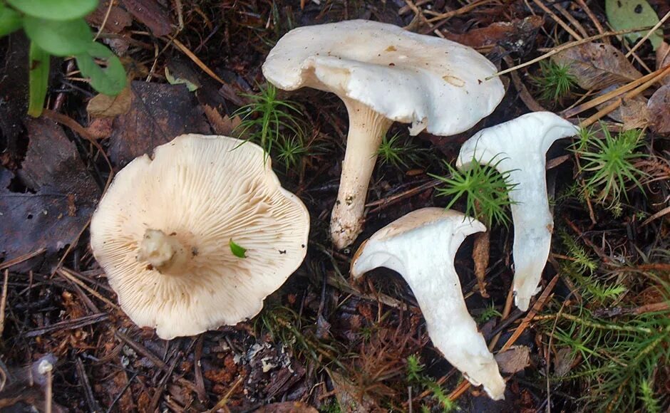 Фотография из интернета