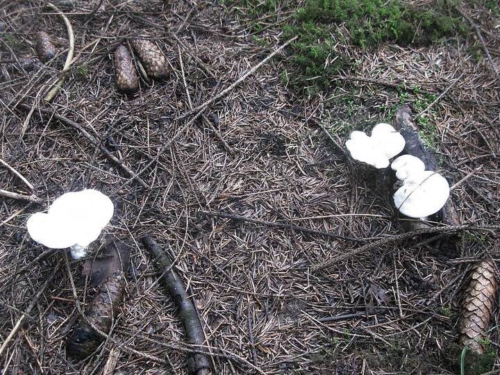 Фотография из интернета