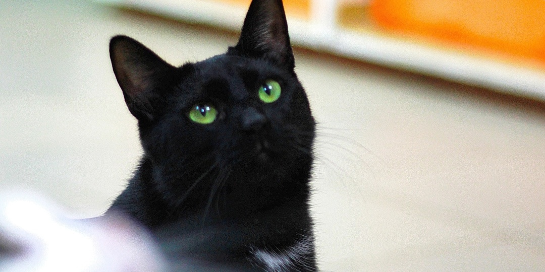 Кошка Мишель мечтает о доме 🐈‍⬛😍