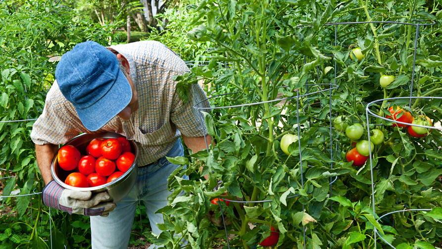 Разница в развитии кустов при обычной и глубокой посадке очевидна уже через месяц