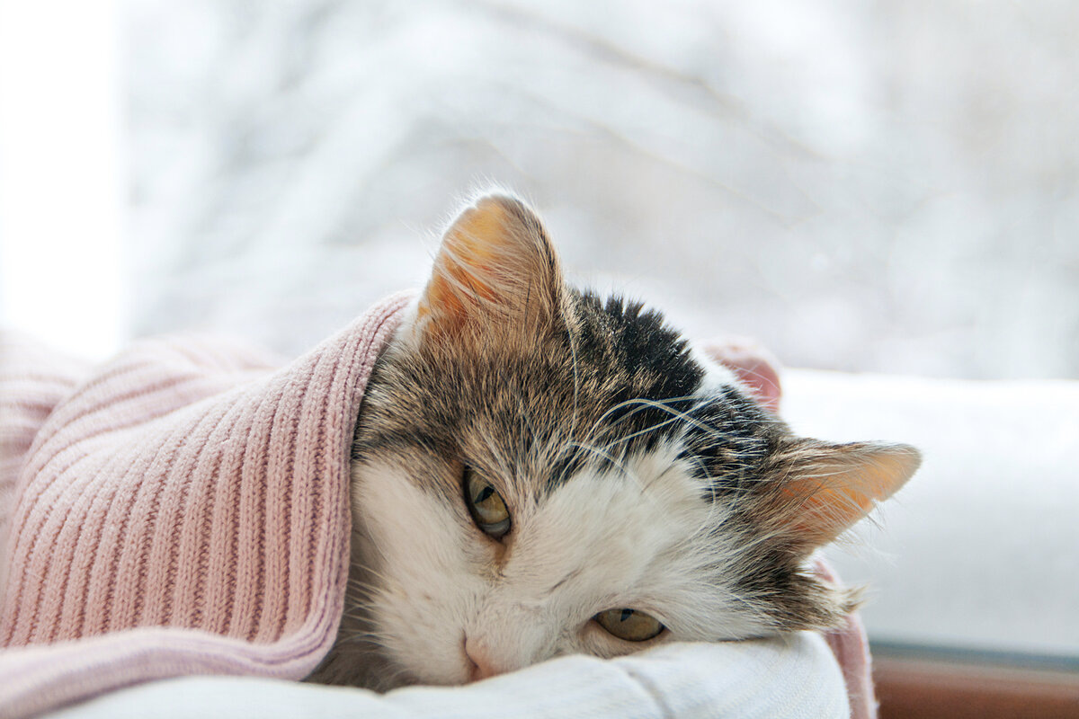 Фото с сайта: https://cont.ws/@marfaru/2071333