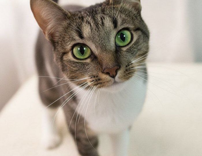 🆘 ПОСТ-ШАНС 🆘 Майе СРОЧНО нужна семья или передержка с возможностью давать ей лекарство