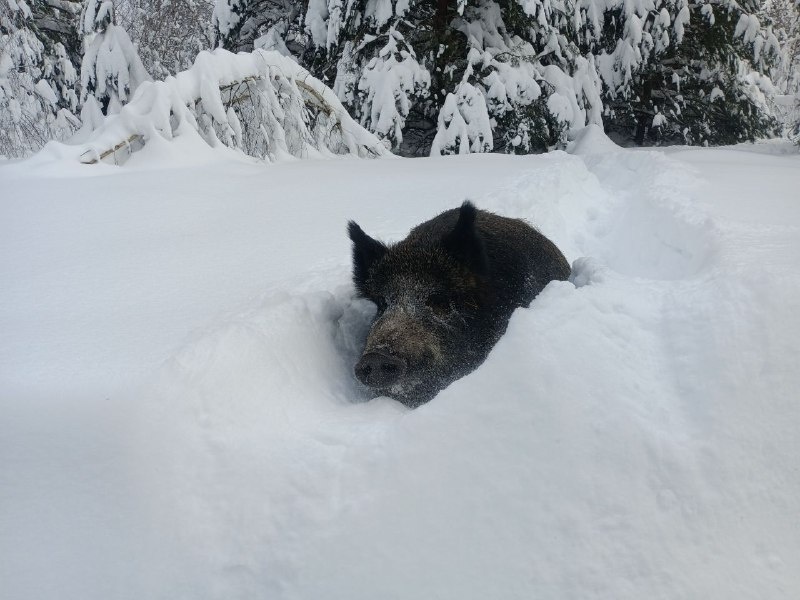    Фото: https://t.me/nifanafanufa