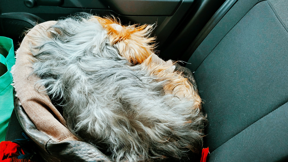 Марсель спит.