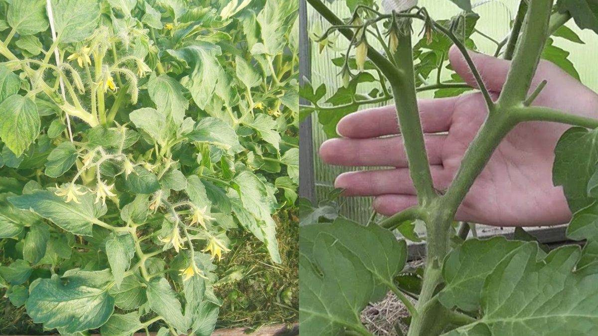 Вот так выглядели мои мучения каждые выходные