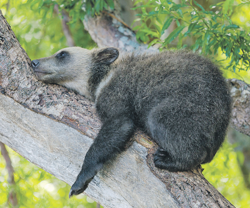 Пока мама рыбачит, медвежонок по ветке не скачет. Автор - Денис Будьков.
