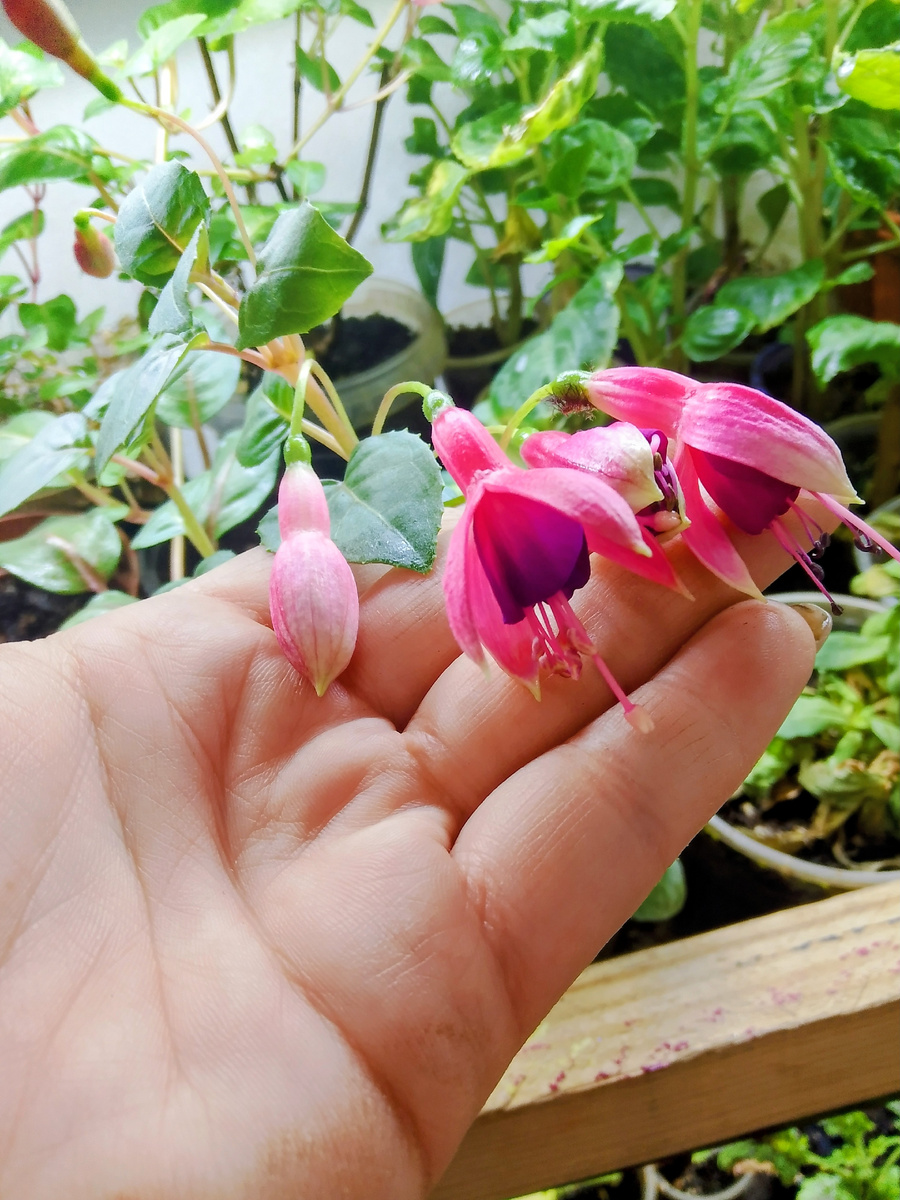 Фуксия зацвела 