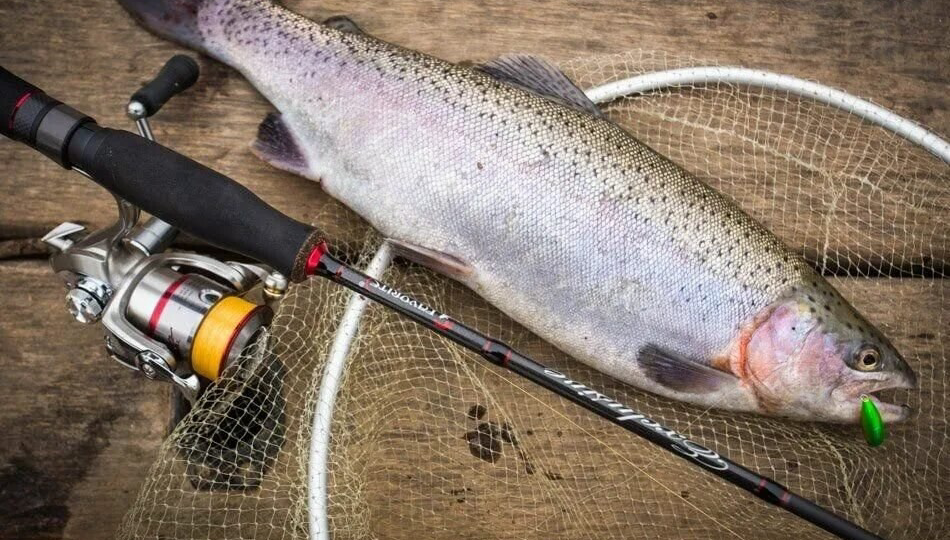 Ловим пятнистую красавицу на коммерческих водоёмах