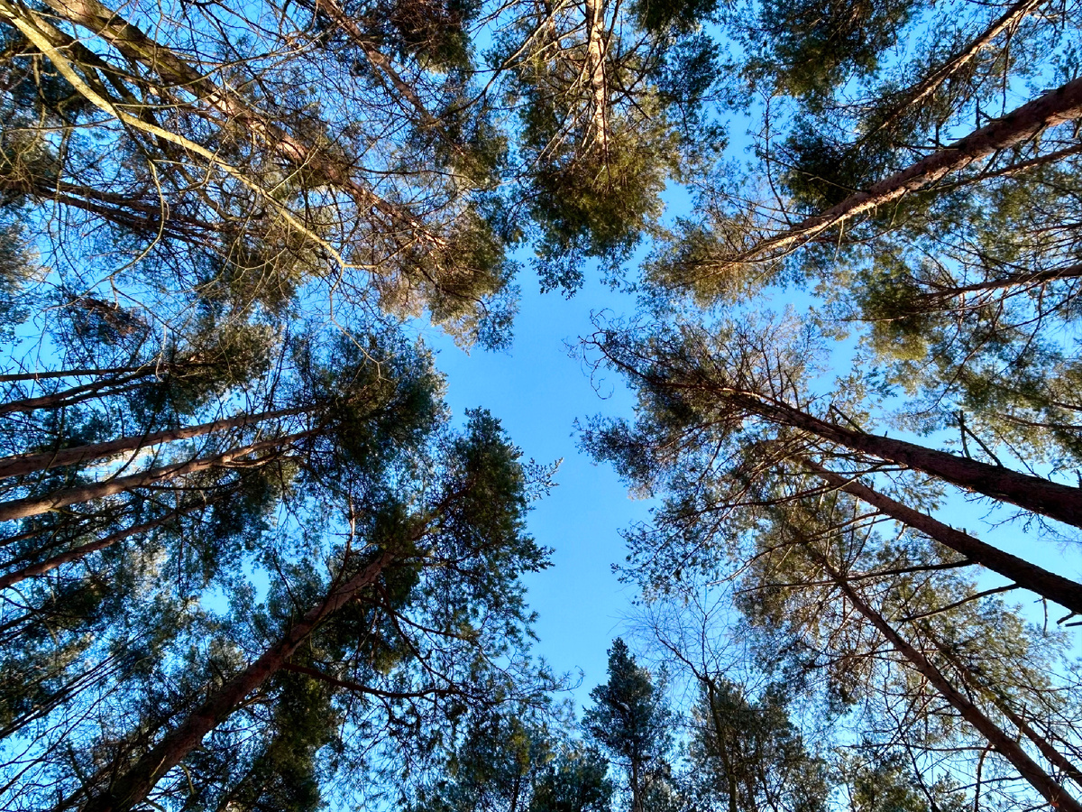 Красота! Нужно почаще смотреть вверх!