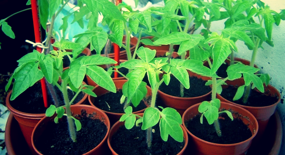 Бабушка доведла до слез, рассказав про "особые" подкормки для рассады томатов. Молодые помидорки крепкие, просто заглядение