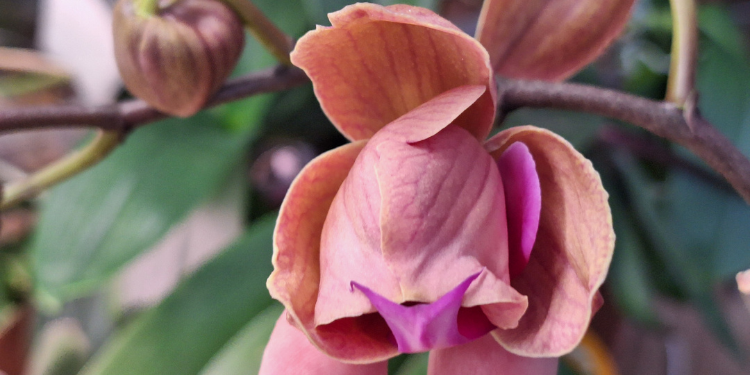 Орхидея: Таинство раскрытия цветка... Что-то пошло не так?