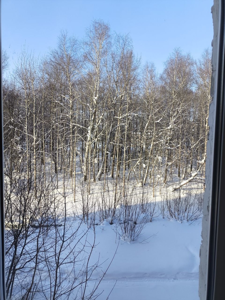 Вид из детской комнаты. Синички наши верные друзья отныне✨сидят на деревьях