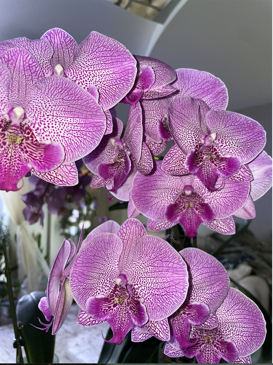 Орхидея фаленопсис Биг Лип Медуза / Phalaenopsis Medusa Big Lip. Орхидеи с Еленой Кузнецовой