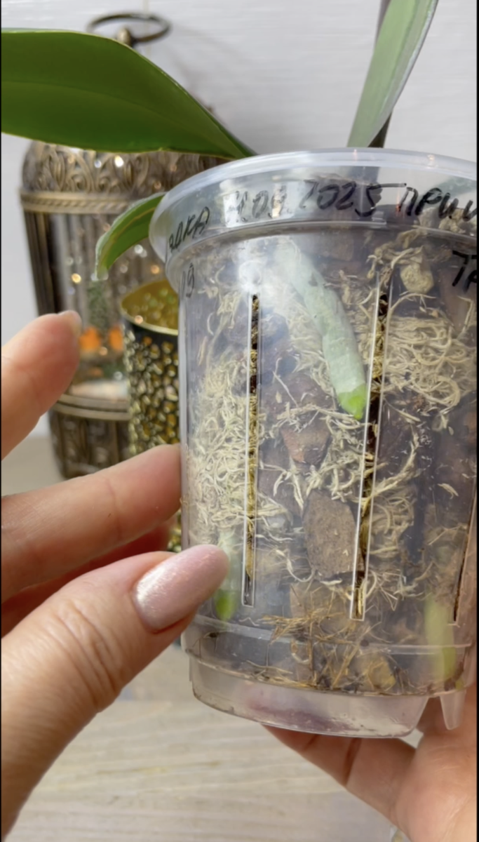 Горшок BELONO. Орхидеи с Еленой Кузнецовой