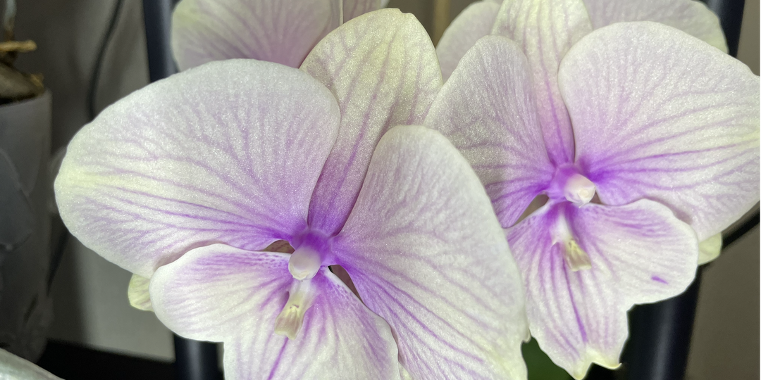 5 самых лучших орхидейных лайфхаков 2025