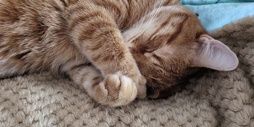 Смертельные лакомства: обычные продукты в квартире, которые погубят вашего кота