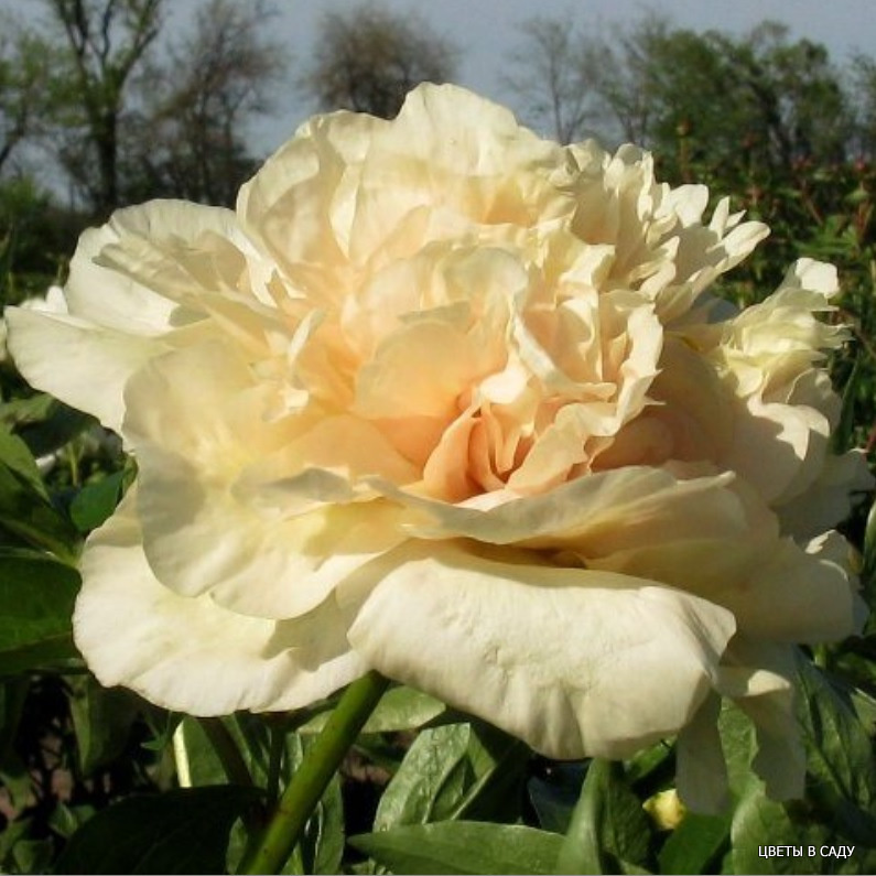  'Early Canary' ('Ёли Кэнэри')