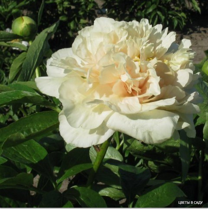  'Early Canary' ('Ёли Кэнэри')