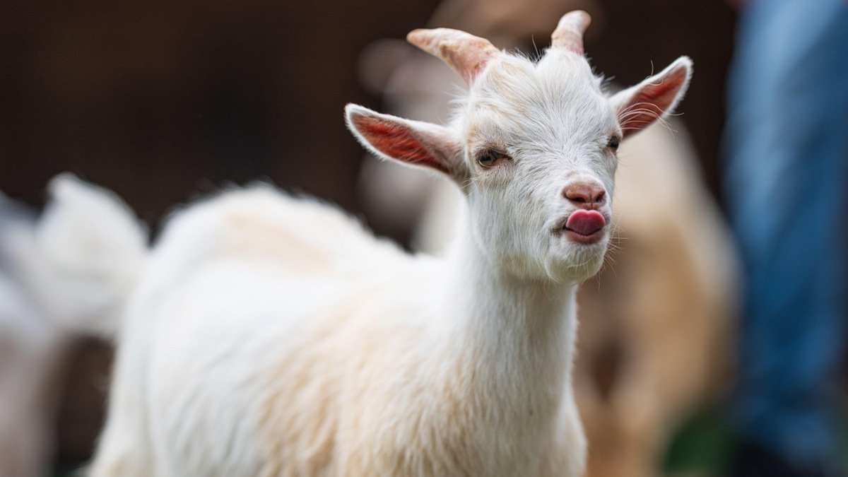    Козленку дали имя Федор