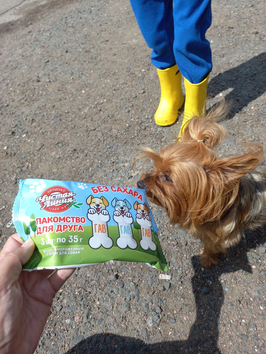 Терьер к лакомству остался равнодушен