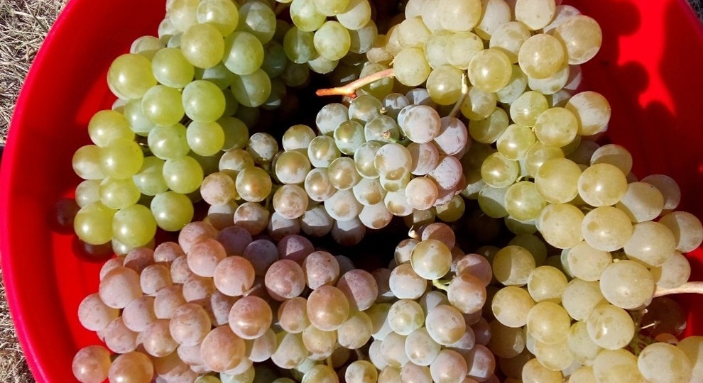 "Есть несколько препаратов, их можно смешать вместе и один раз обработать?"