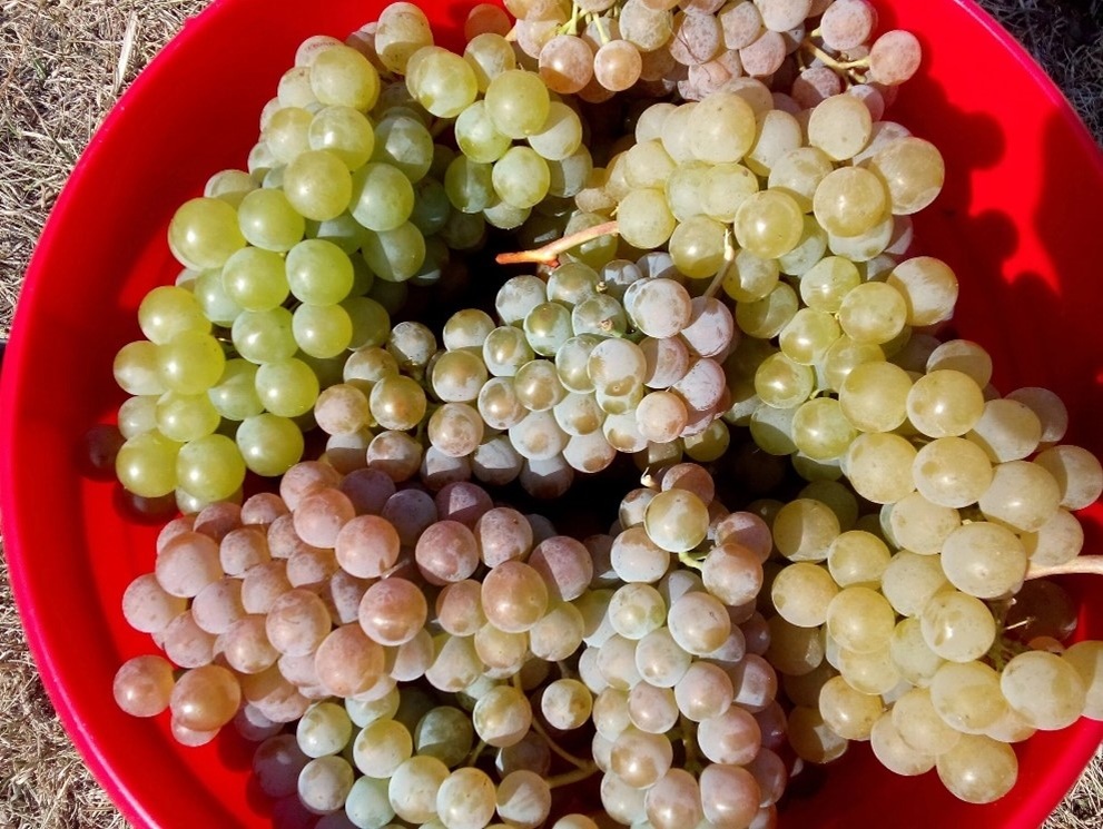 Сбор техническго винограда на белое вино  Грозди Ориона и Диаманта 