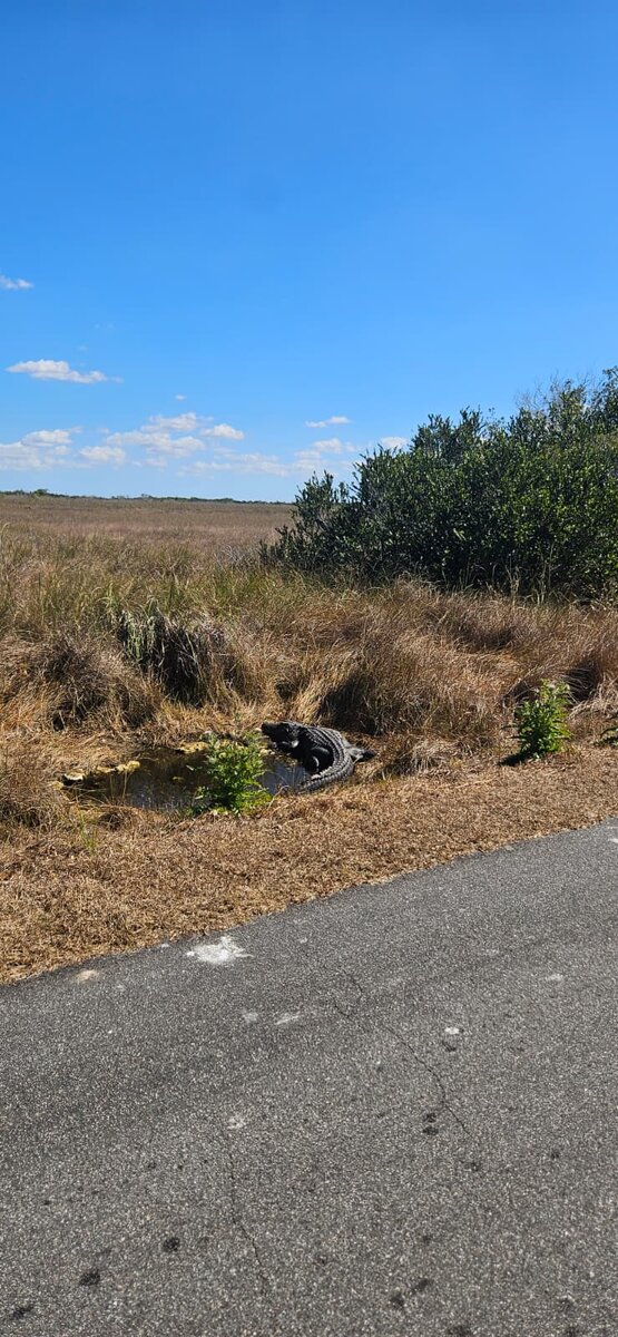 Болота во Флориде. Февраль 2026г. Фото передано Фадеевой В.А.