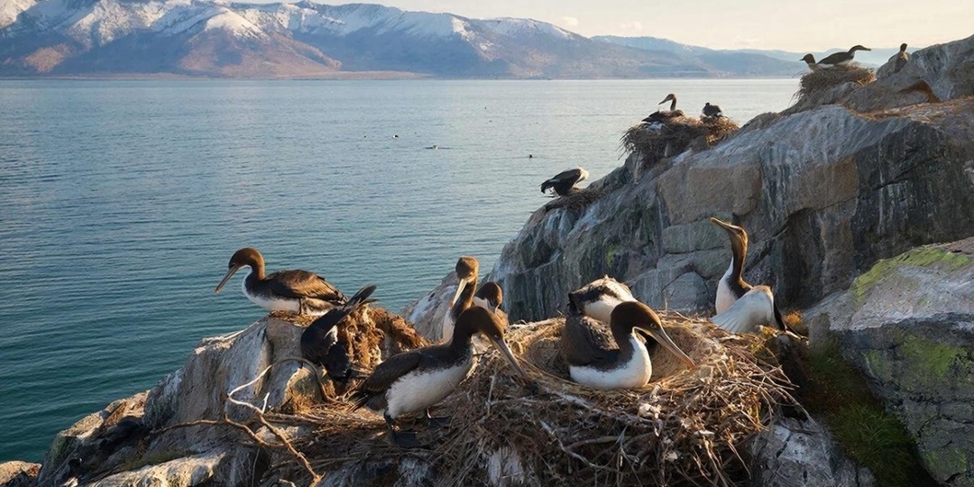 Пернатые браконьеры, уничтожают рыбу наравне с настоящими. Их жадность не знает границ