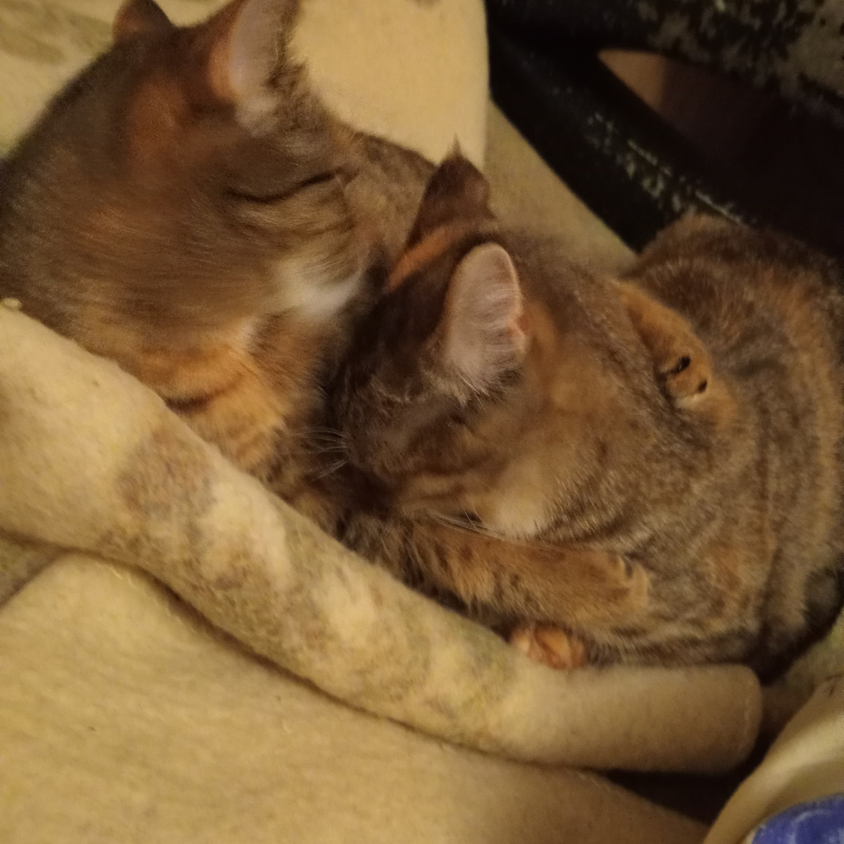 Шпротинка обняла Лизочку! Спят сестрёнки ❤️