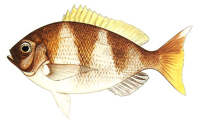 Paracaesio kusakarii